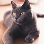 Comedero inteligente automático para gatos