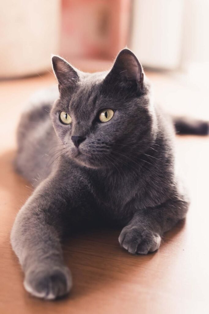 Comedero inteligente para gatos: guía de compra 2026