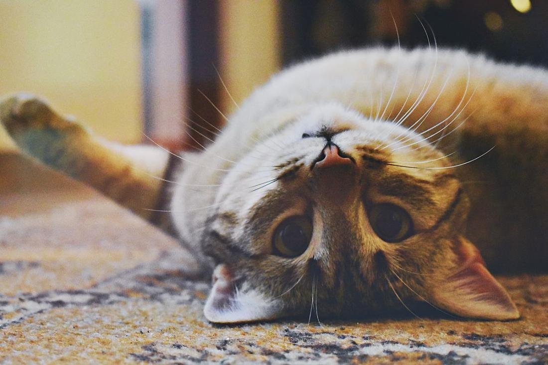 Gato comiendo de un dispensador automático WiFi
